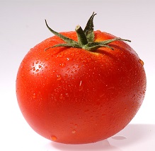 יום פתוח עגבנייה בניר חן‎ - תצוגת זני עגבניות חממה