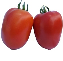 עגבניות הגלילאה