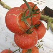 היסדקות עגבניות