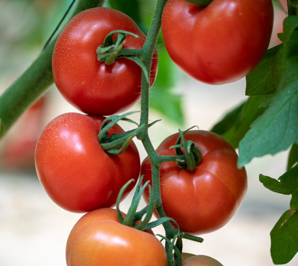 סרטון ההדרכה הרשמי של Hazera: Virus Fruit Brown Rugose Tomato (ToBRFV)